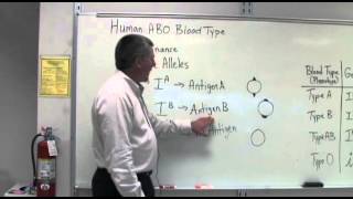 Codominance and Multiple Alleles [upl. by Ahsinyt919]