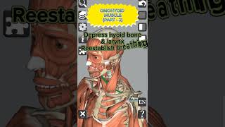 Anatomy  Omohyoid muscle Part  2 medical 3d anatomy head neck muscles shorts [upl. by Hermie]