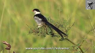 Bird Call PINTAILED WHYDAH [upl. by Leirvag]