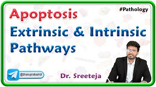 3 Apoptosis Extrinsic and Intrinsic Pathways  USMLE Step 1 [upl. by Hepzi]