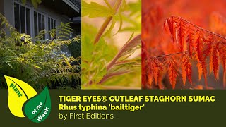 TIGER EYES CUTLEAF STAGHORN SUMAC  Rhus typhina bailtiger  First Editions [upl. by Olodort]