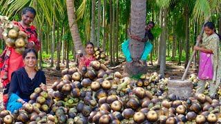 FRESH PALM FRUIT Hunting  Nungu iceapple nannari Sarbath Recipe  ICE APPLE SARBATH [upl. by Seabrook]