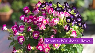 How to grow amp care Torenia Wishbone flower multi coloured Torenias [upl. by Francyne]