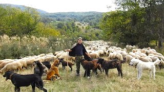 SINGUR PE MUNTE CU 17 CAINI CIOBANESTI SI 600 DE OICIOBANUL FLORIN VASILE REUSESTE SA REZISTE [upl. by Hareenum]