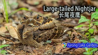 Largetailed Nightjar  Jurong Lake Gardens [upl. by Pitt]