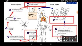 filaria life cycle  how to lymphatic filariasis spread [upl. by Ynafets]