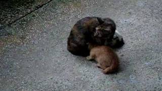 Heavy Rain mother cat protect her kittens [upl. by Seely]