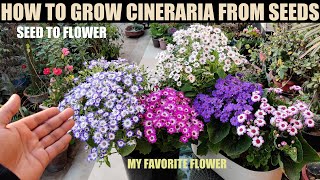 How To Grow Cineraria From Seed  FULL PROCEDURE [upl. by Corbin]