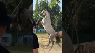 Lipizzaner Horse Jumping 🐎 Excited Sound with Jump 🥰🥰 horse horsesound animals horselover [upl. by Helbonnah]