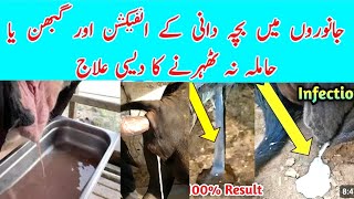 Uterus Infection Desi Treatment  repeated dairy cows  جانوروں کی بچہ دانی کے انفیکشن کا علاج [upl. by Bohrer]