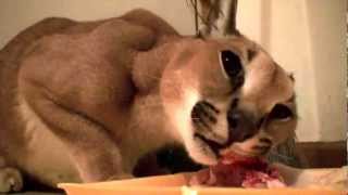 Caracal Feeding Time Growls Closeup [upl. by Luar]