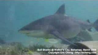 Shark Video  tiger shark great hammerhead bull shark [upl. by Akeemaj]