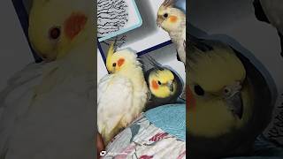 BTS Music vlog cockatoos parrot birds memes music song bts shorts share viral army [upl. by Nared]