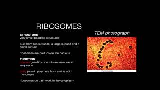 Cell Structure Function Ribosomes [upl. by Erinna]