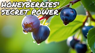 Discover the Health Benefits of Honeyberries [upl. by Jeunesse]