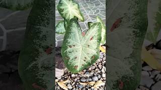 Robust Caladium Plant bicolor green red [upl. by Ereveneug]