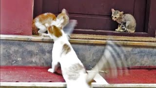 Confused mother cat attacks her kitten [upl. by Latterll]