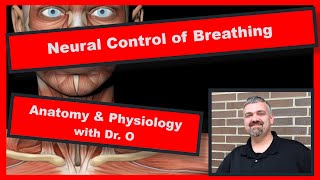 Neural Control of Breathing Anatomy and Physiology [upl. by Alberta]