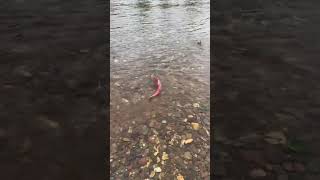 Spawning Sockeye salmon on [upl. by Ethbinium]