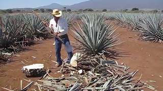 Agave Harvesting [upl. by Bunni763]