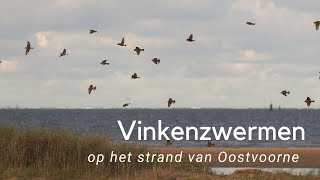 Vinkenzwermpjes op het strand van Oostvoorne 1091 [upl. by Nosidda]