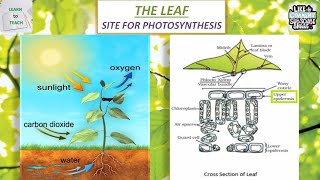 Site for photosynthesis  Cross section of a leaf  Internal structure of leaf  Photosynthesis ICSE [upl. by Akem]