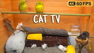 Cat games mouse hide amp seek squeaking and playing for cats to watch  8 hour cat tv 4k 60fps [upl. by Eriha902]