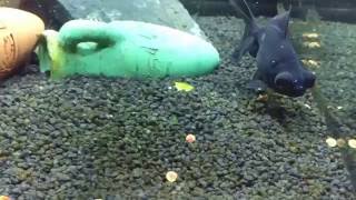 Black Moor Goldfish In New Aquarium [upl. by Annamarie]