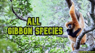 All Gibbon Species  Species List [upl. by Thirza766]