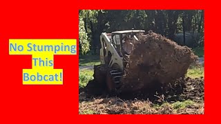 No Stumping This Bobcat skidsteer landclearing landscape tree farming constructionequipment [upl. by Tibbs685]