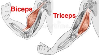 Entraînement biceps triceps et abdos [upl. by Etnaed126]