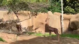 ジェレヌクとアヒルさんたち サンディエゴ動物園 Southern Gerenuk and ducks [upl. by Ebag]