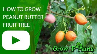 How to grow Peanut Butter tree Bunchosia argentea [upl. by Solim]