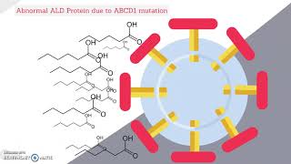 Role of Peroxisome on Adernoluekodystrophy ALD [upl. by Mia]