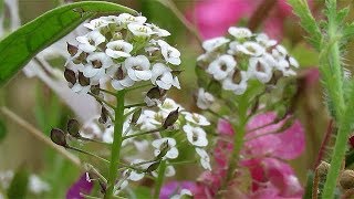 Sweet Alyssum Flowers  Alyssum maritimum [upl. by Dorion]