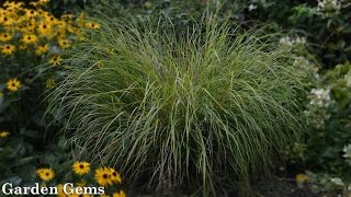 Pheasants tail grass Anemanthele lessoniana aka Stipa arundinacea [upl. by Eixel]