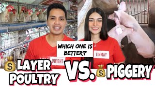 PIGGERY VS LAYER POULTRY BUSINESS  PHILIPPINES  WHICH IS BETTER [upl. by Hulburt]