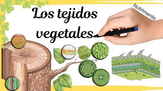 Los TEJIDOS VEGETALES [upl. by Poler]