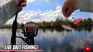 Casting LIVE BAIT when I CAUGHT this Saltwater Fishing in Florida [upl. by Solomon]