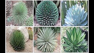 75 Tipos de Agave con sus nombres  Algunos son peligrosos y hay otros inofensivos [upl. by Ulberto930]