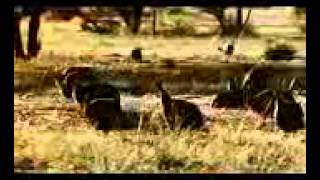 Lion Pride Fighting Savanna War Documentary HD by jaandil7 YouTube [upl. by Eiduj]