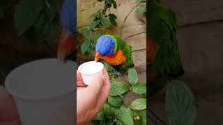 Rainbow Lorikeet sings for us shorts birds parrot [upl. by Giverin]