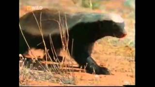 The Crazy Nastyass Honey Badger original narration by Randall [upl. by Asli]