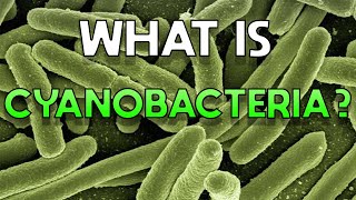 What is Cyanobacteria [upl. by Sakul]