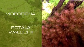 Rotala wallichii  VideoFicha  Un plumero con toques rojizos  PezVerde [upl. by Jacey316]