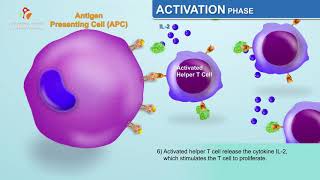 The Humoral Immune Response  Immunology Animations [upl. by Hercules]