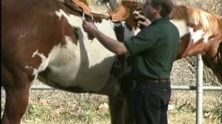 Using a rear cinch on a western saddle [upl. by Naus]