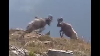 6 BIGHORN SHEEP RAMS HEADBUTTING in the RUT HD  Wildlife PhotographyColoradoTetonsJackson Hole [upl. by Hayyifas]