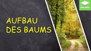 Lernvideo Aufbau eines Baums  SachunterrichtHSU  Grundschule [upl. by Cestar]