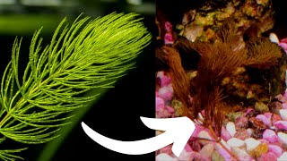 DOWNSIDES of Hornwort Watch This BEFORE YOU BUY HORNWORT [upl. by Telfore]